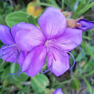 Delicate