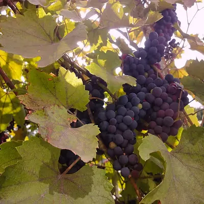 Do you like grapes?