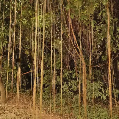 Jungles