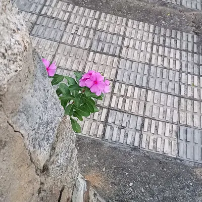 Hidden