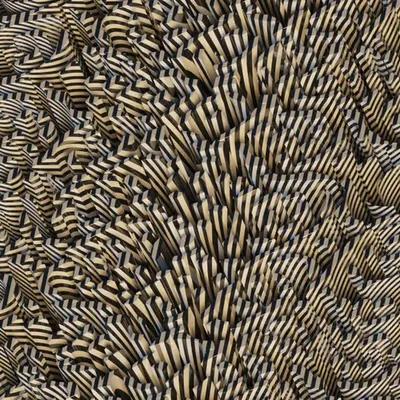 BACKUP ZEBRA FIELD
