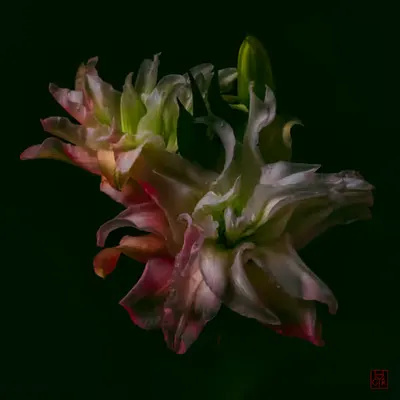 ÆQUARIUS