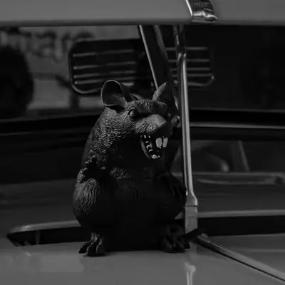 WATCH OUT FOR RATS.