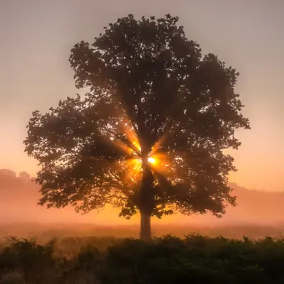 Feel The Light 
