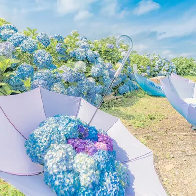 A Hydrangea Garden Only Found in Japan