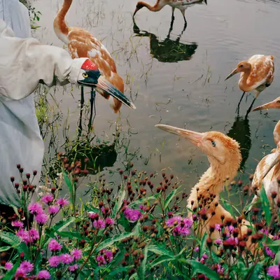 Wild Refuge