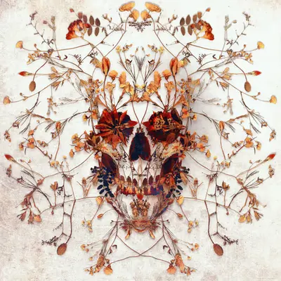Delicate Skull