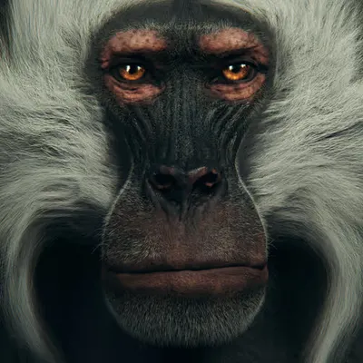 Primate 5 | Gelada Baboon