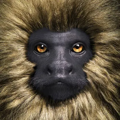 Primate 3 | Golden Lion Tamarin