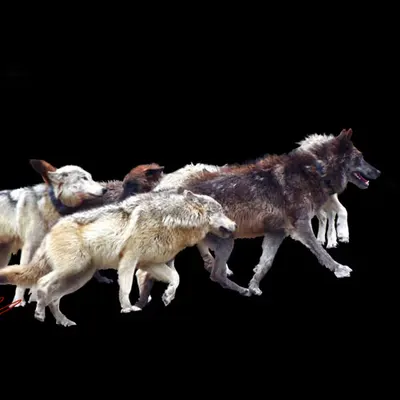 Wolf Pack