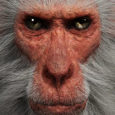 Primate 4 | Snow Monkey