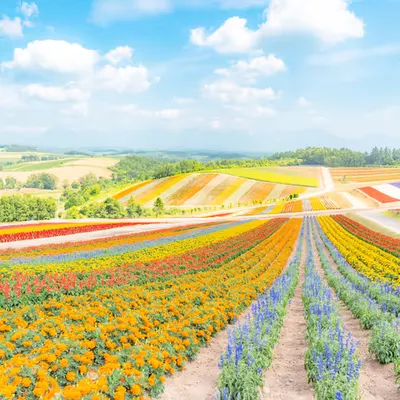Dreamy Flower Garden