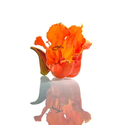 Images Of Isolation “Fallen Reflections" Orange is red brought nearer to humanity by yellow.