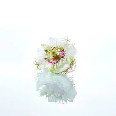 Images Of Isolation “Fallen Reflections ”Everyone has their thorns, not of them, but in them, deep as bones.