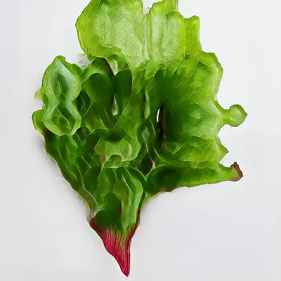 Lil Gem Latenttuce, Quadro RTX Cultivar