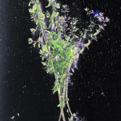 Maç di San Zuan (St. John's bouquet)