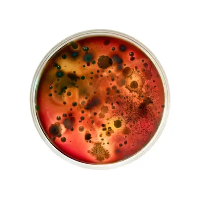 Microbial Apparatus No. 1
