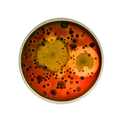 Microbial Apparatus No.4