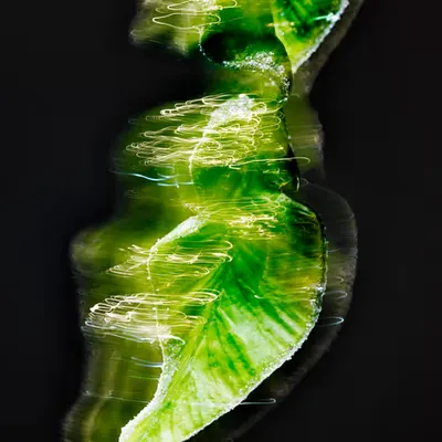 Electric Vital Leaf