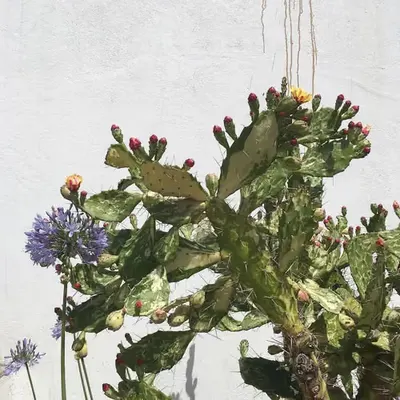 it's a painting (?)