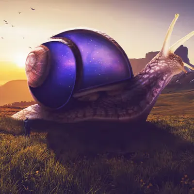 THE SNAIL