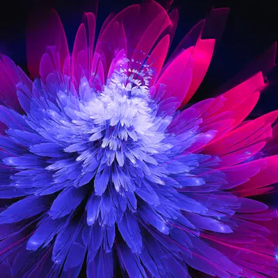 Water Lily (4 of 4)