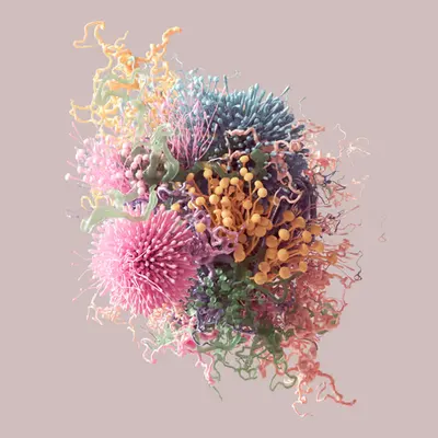 Coral v1