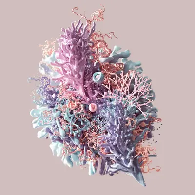 Coral v2