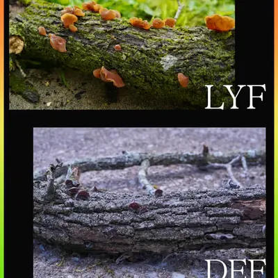 Lyf/Def 