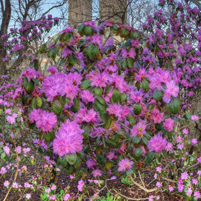 Azalea Walk Dream Lens
