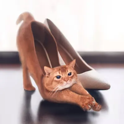 CAT WALK