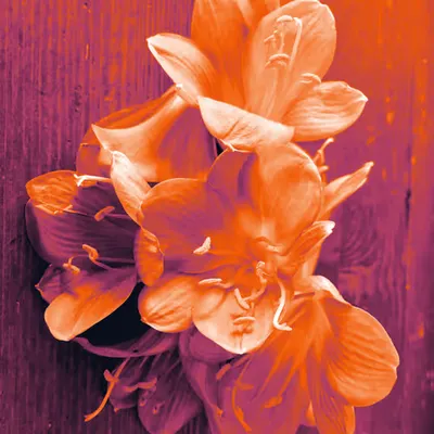 Still life - Orange