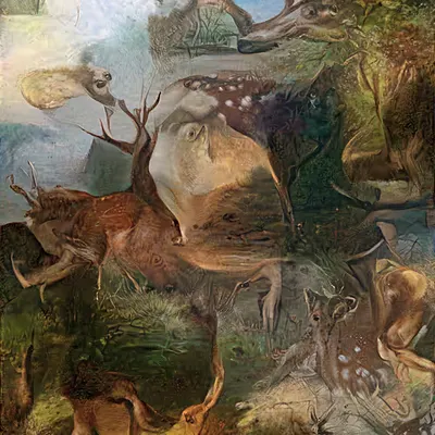 Forest Walk