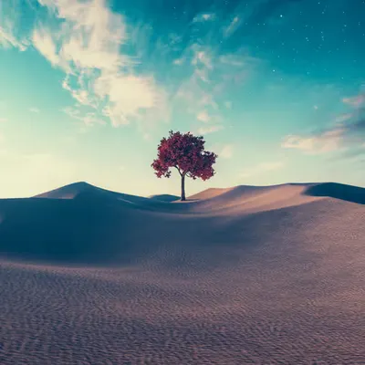 DUNESCAPE XXVIII