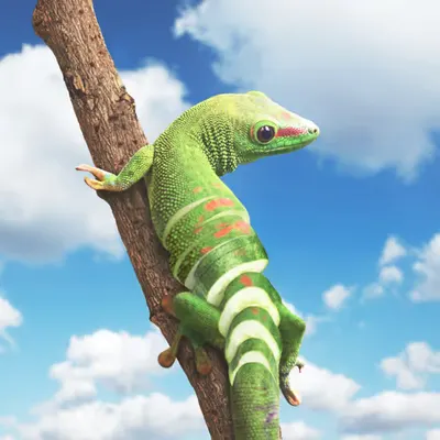 CUCUMGECKO