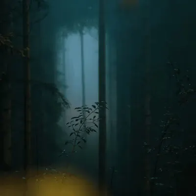 THE FOG & THE WOODS
