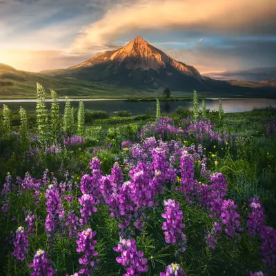 Wild Oasis