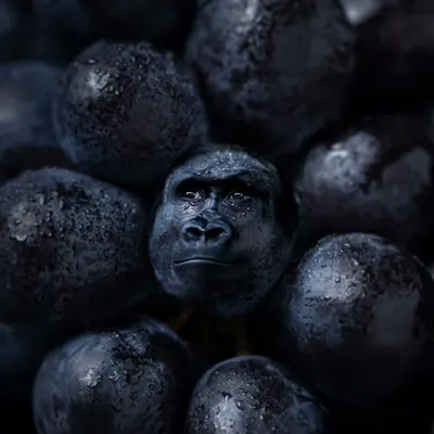 GR-APE