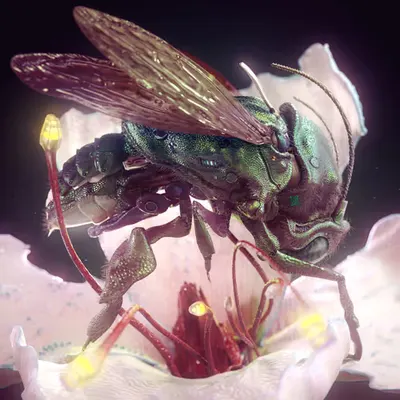 Orchid Bee HK11