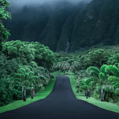 #FreeHawaiiPhoto