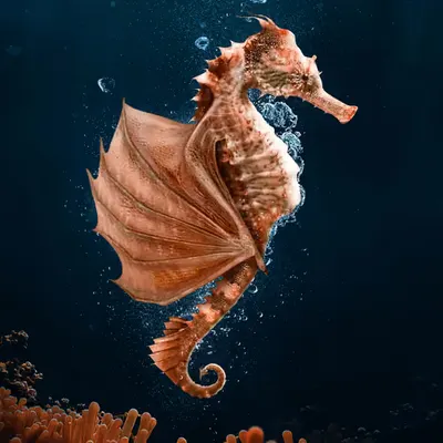 Seacarys