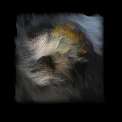 Dandelion (b63o,m,5853,4-20,11,16,16,37,2-c)
