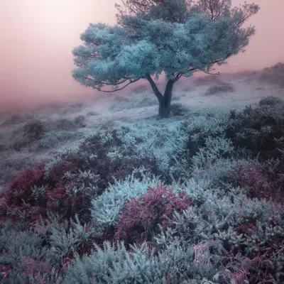 WONDERLAND