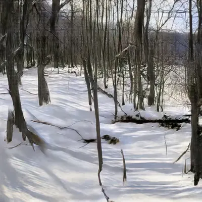 Winter Woods (b59a,2337,13)