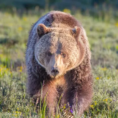 Endangered 