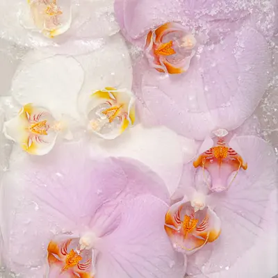 Blessed By Orchids 