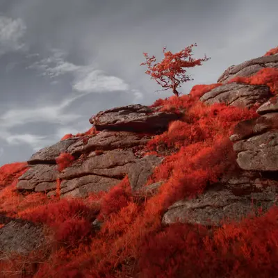 The Red Weed