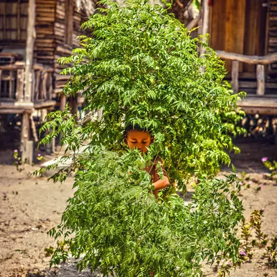 Tree Boy
