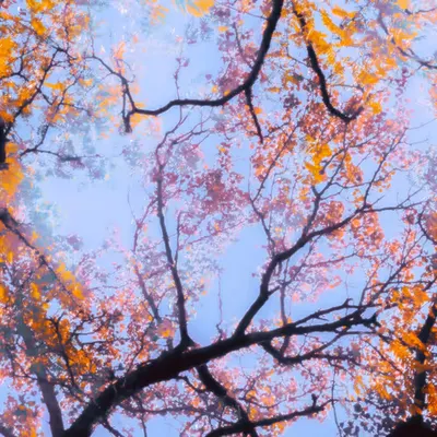 Withering