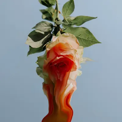 Roses never truly fade away